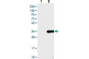 Western blot analysis of Lane 1: Negative control (vector only transfected HEK293T lysate), Lane 2: Over-expression Lysate (Co-expressed with a C-terminal myc-DDK tag (~3. (FAM167A Antikörper)