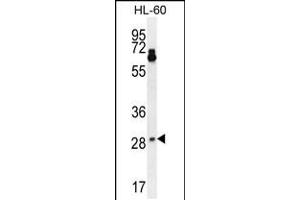 Western blot analysis in HL-60 cell line lysates (35ug/lane). (Neurotrophin 3 Antikörper  (AA 122-151))