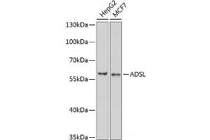 Adenylosuccinate Lyase Antikörper