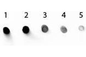 Dot Blot of Mouse IgG1 Secondary Antibody Alkaline Phosphatase Conjugated. (Kaninchen anti-Maus IgG1 (Heavy Chain) Antikörper (Alkaline Phosphatase (AP)))