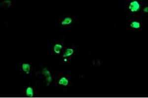 Image no. 22 for anti-Transducin-Like Enhancer of Split 1 (E(sp1) Homolog, Drosophila) (TLE1) (AA 180-460) antibody (ABIN1491049)