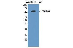 Detection of Recombinant LSR, Mouse using Polyclonal Antibody to Lipolysis Stimulated Lipoprotein Receptor (LSR) (LSR Antikörper  (AA 35-205))