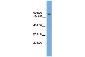 WB Suggested Anti-ZNF782 Antibody Titration: 0. (ZNF782 Antikörper  (N-Term))