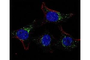 Fluorescent confocal image of HeLa cells stained with PDK4 antibody. (PDK4 Antikörper  (AA 382-410))
