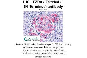 Image no. 1 for anti-Frizzled Family Receptor 8 (FZD8) (Extracellular Domain), (N-Term) antibody (ABIN1734511) (FZD8 Antikörper  (Extracellular Domain, N-Term))