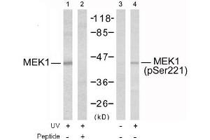 Image no. 2 for anti-Mitogen-Activated Protein Kinase Kinase 1 (MAP2K1) (Ser221) antibody (ABIN197388) (MEK1 Antikörper  (Ser221))