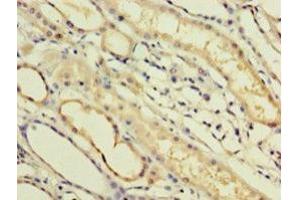 IHC analysis of paraffin-embedded human kidney tissue, using IFNA14 antibody (1/100 dilution). (IFNa14 Antikörper  (AA 24-189))