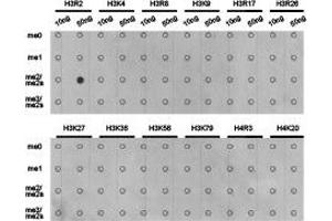 Dot-blot analysis of all sorts of methylation peptides using H3R2me2a antibody. (Histone 3 Antikörper  (H3R2me2a))