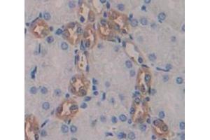 Immunohistochemistry (IHC) image for anti-Renin (REN) (AA 265-386) antibody (ABIN1860433)