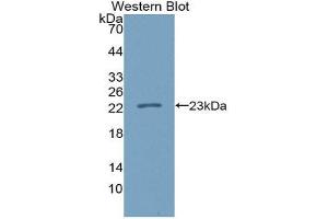 Western Blotting (WB) image for anti-Interleukin 37 (IL37) (AA 46-218) antibody (ABIN1980442) (IL-37 Antikörper  (AA 46-218))