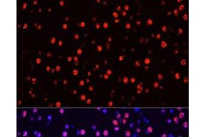 Immunofluorescence analysis of Mouse brain using Phospho-Stat3(Y705) Polyclonal Antibody at dilution of 1:100 (40x lens). (STAT3 Antikörper  (pTyr705))