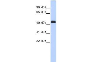 WB Suggested Anti-TRAF1 Antibody Titration:  0. (TRAF1 Antikörper  (Middle Region))