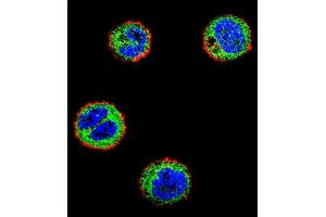 Immunofluorescence (IF) image for anti-Nuclear Factor of kappa Light Polypeptide Gene Enhancer in B-Cells Inhibitor-Like 1 (NFKBIL1) (AA 327-356), (C-Term) antibody (ABIN656729)