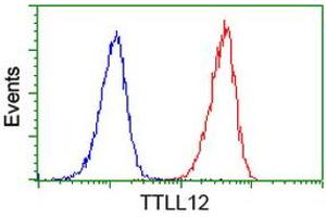 Image no. 3 for anti-Tubulin tyrosine Ligase-Like Family, Member 12 (TTLL12) antibody (ABIN1499030) (TTLL12 Antikörper)