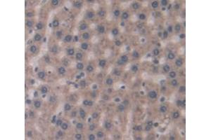 IHC-P analysis of Rat Tissue, with DAB staining. (GCKR Antikörper  (AA 320-499))
