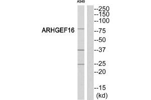 Western Blotting (WB) image for anti-rho Guanine Nucleotide Exchange Factor (GEF) 16 (ARHGEF16) (Internal Region) antibody (ABIN1852030) (ARHGEF16 Antikörper  (Internal Region))