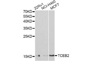 Western blot analysis of extracts of various cell lines, using TCEB2 antibody (ABIN6292903) at 1:1000 dilution. (TCEB2 Antikörper)