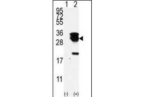 Western blot analysis of E2EPF (arrow) using E2EPF Antibody (N-term) (ABIN388857 and ABIN2839159). (UBE2S Antikörper  (N-Term))