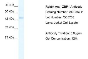 WB Suggested Anti-ZBP1 Antibody Titration: 5. (ZBP1 Antikörper  (Middle Region))