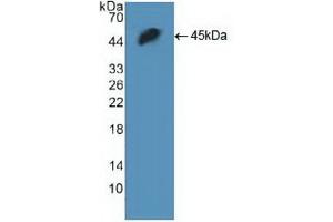 Western blot analysis of recombinant Human H2AFX. (H2AFX Antikörper  (AA 2-143))