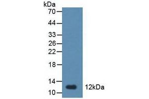 Detection of TFF1 in Rat Stomach Tissue using Polyclonal Antibody to Trefoil Factor 1 (TFF1) (TFF1 Antikörper  (AA 1-81))