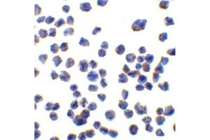 Immunohistochemistry (IHC) image for anti-C1q and Tumor Necrosis Factor Related Protein 7 (C1QTNF7) antibody (ABIN1031703) (CTRP7 Antikörper)