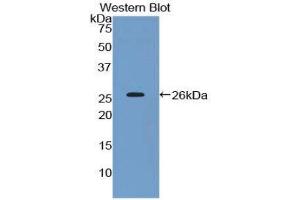 Western Blotting (WB) image for anti-CD200 (CD200) (AA 31-232) antibody (ABIN1858294)