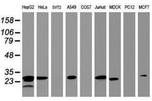 Image no. 3 for anti-Hydroxysteroid (17-Beta) Dehydrogenase 8 (HSD17B8) (AA 57-261) antibody (ABIN1491596) (HSD17B8 Antikörper  (AA 57-261))