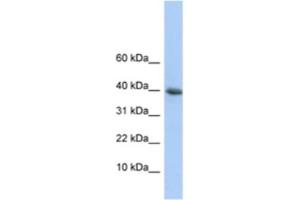Western Blotting (WB) image for anti-Polymerase (RNA) II (DNA Directed) Polypeptide I, 14.5kDa (POLR2I) antibody (ABIN2461215) (POLR2I Antikörper)