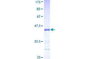 PCDHA5 Protein (AA 183-289) (GST tag)