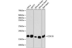 Western blot analysis of extracts of various cell lines, using COX IV Rabbit mAb (ABIN7266641) at 1:1000 dilution. (COX IV Antikörper)