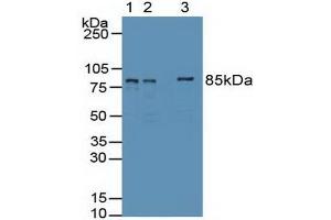 Western blot analysis of (1) Human 293T Cells, (2) Human HepG2 Cells Tissue and (3) Human HeLa cells Tissue. (EZH2 Antikörper  (AA 51-285))