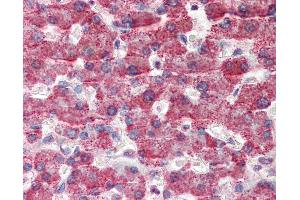 Anti-GOT2 antibody IHC of human liver. (GOT2 Antikörper  (AA 295-306))