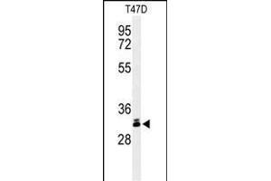 Western blot analysis of DKK1 Antibody (N-term) (ABIN653551 and ABIN2842934) in T47D cell line lysates (35 μg/lane). (DKK1 Antikörper  (N-Term))