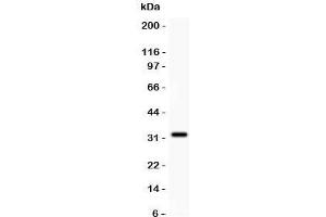 Western blot testing of GSTP1 antibody and recombinant human protein (0. (GSTP1 Antikörper  (AA 2-210))