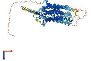 MFSD2A Protein (AA 1-543) (His tag)