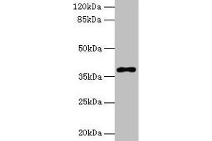 Western blot All lanes: POLB antibody at 8 μg/mL + Colo320 whole cell lysate Secondary Goat polyclonal to rabbit IgG at 1/10000 dilution Predicted band size: 39 kDa Observed band size: 39 kDa (POLB Antikörper  (AA 1-300))
