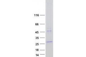 Validation with Western Blot (LHFPL2 Protein (Myc-DYKDDDDK Tag))