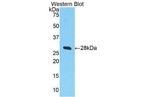 Western Blotting (WB) image for anti-Selectin L (SELL) (AA 94-332) antibody (ABIN1860513) (L-Selectin Antikörper  (AA 94-332))