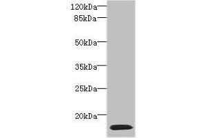 Western blot All lanes: HIST1H2AG antibody at 4 μg/mL + HL60 whole cell lysate Secondary Goat polyclonal to rabbit IgG at 1/10000 dilution Predicted band size: 15 kDa Observed band size: 15 kDa (HIST1H2AG Antikörper  (AA 2-130))