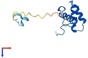 POLD4 Protein (AA 1-107) (His tag)