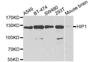 Western blot analysis of extracts of various cell lines, using HIP1 antibody. (HIP1 Antikörper  (AA 410-690))