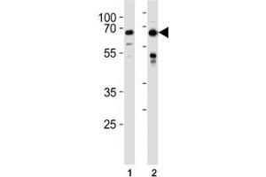 FOXO3 antibody western blot analysis in HeLa,MCF-7 lysate. (FOXO3 Antikörper  (AA 1-30))
