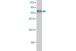 Western Blot detection against Immunogen (58. (HLF Antikörper  (AA 1-295))