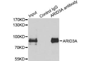 Immunoprecipitation analysis of 150ug extracts of MCF7 cells using 3ug ARID3A antibody (ABIN2736301). (ARID3A Antikörper)