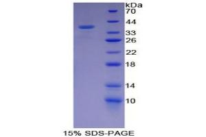 SDS-PAGE analysis of Mouse CAPN1 Protein. (CAPNL1 Protein)