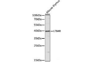 Western blot analysis of extracts of Mouse thymus using LTB4R Polyclonal Antibody at dilution of 1:1000. (Leukotriene B4 Receptor/BLT Antikörper)