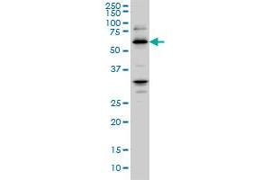 RBBP4 monoclonal antibody (M02), clone 4A5 Western Blot analysis of RBBP4 expression in Hela S3 NE . (Retinoblastoma Binding Protein 4 Antikörper  (AA 316-426))