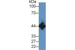 Western blot analysis of Mouse Brain lysate, using Human CKM Antibody (2 µg/ml) and HRP-conjugated Goat Anti-Rabbit antibody ( (CKM Antikörper  (AA 11-367))