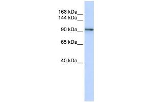 WB Suggested Anti-PCDH1 Antibody Titration:  0. (Protocadherin 1 Antikörper  (N-Term))